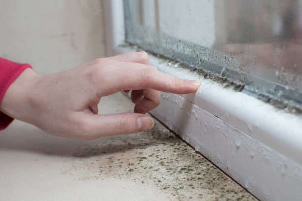 Best Attic Mold Removal  in Lyons, OR